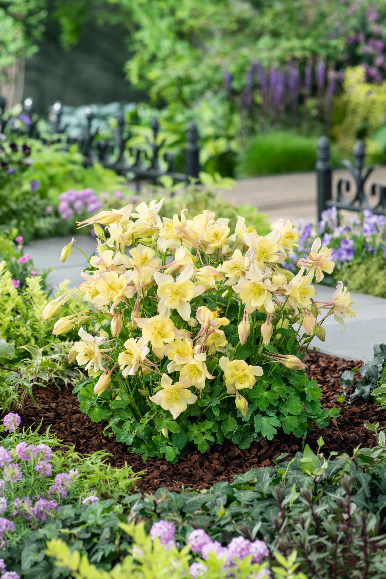 Aquilegia x Earlybird Yellow Columbine