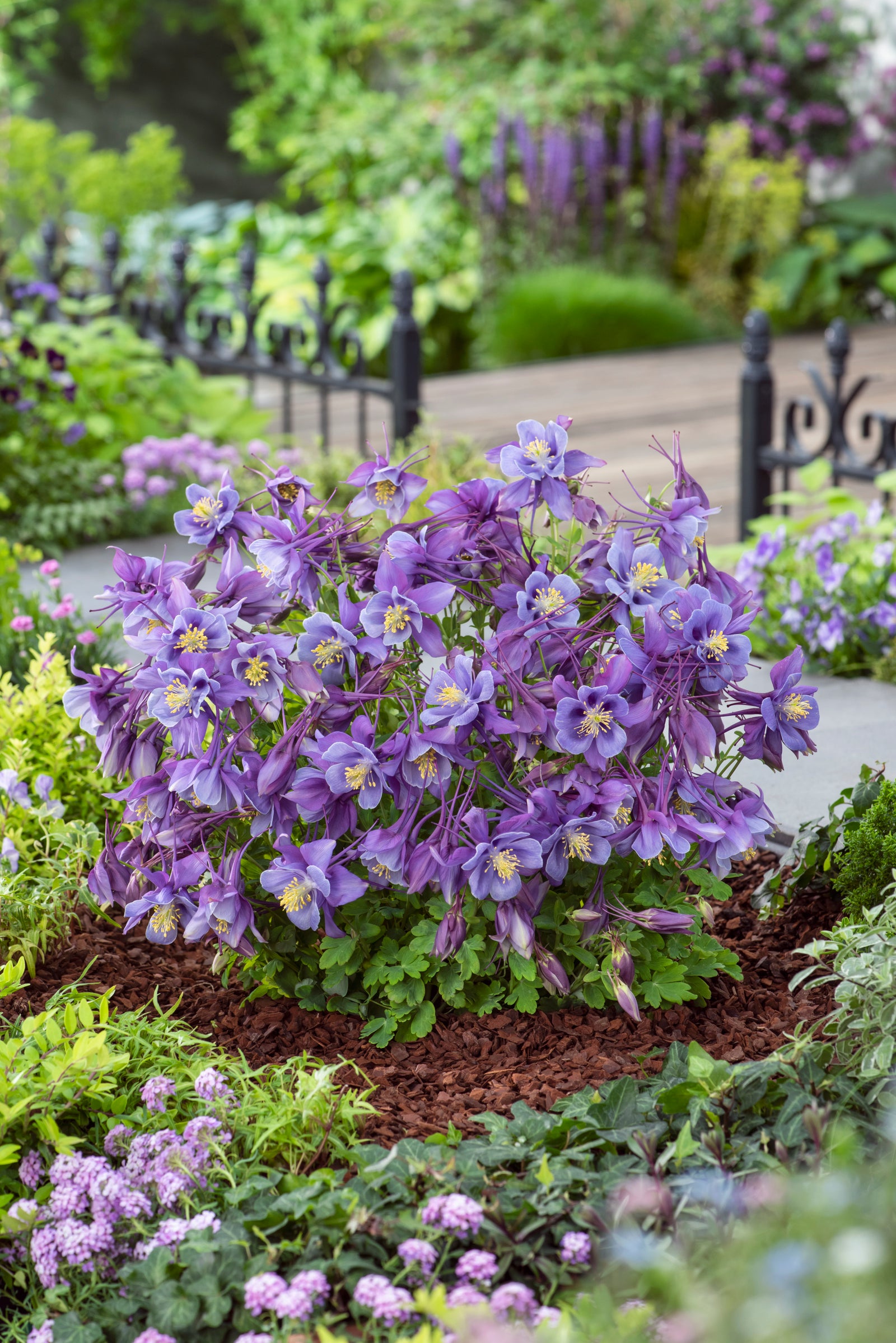 Aquilegia x Earlybird Purple and Blue Columbine