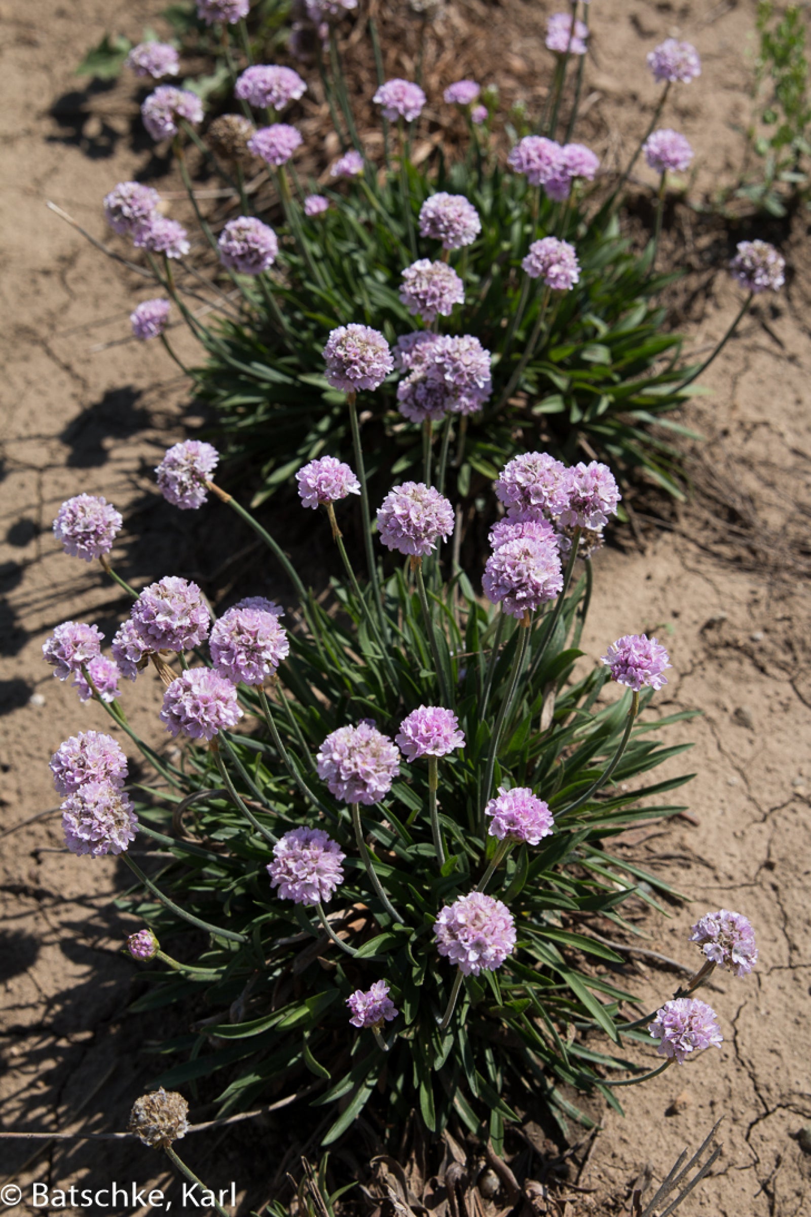 Armeria pseudarmeria Sweet Dreams Thrift