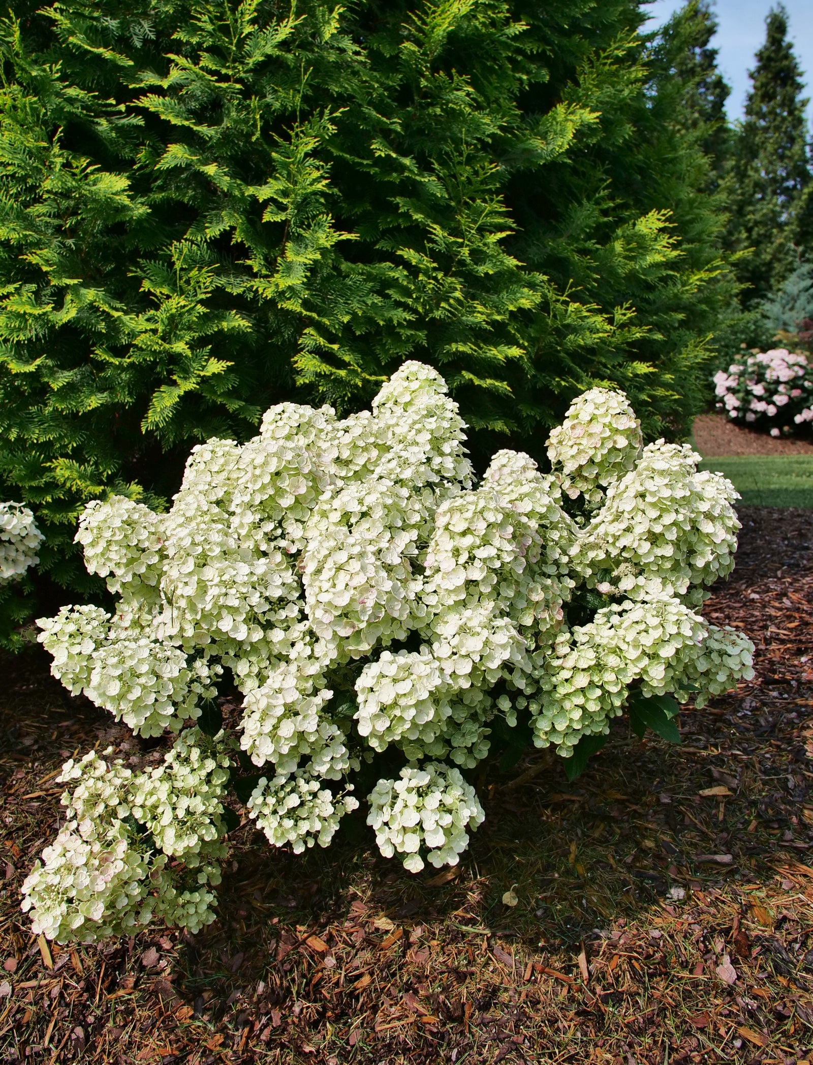 Hydrangea paniculata Tiny Quick Fire SMNHPSB USPP 34,468, Can PBRAF Tiny Quick Fire Panicle Hydrangea