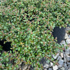 Cotoneaster x suecicus Emerald Beauty OSUCOT2 Emerald Beauty Cotoneaster