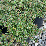 Cotoneaster x suecicus Emerald Beauty OSUCOT2 Emerald Beauty Cotoneaster