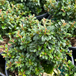 Cotoneaster x suecicus Emerald Sprite PP 31,719 Emerald Sprite Cotoneaster