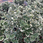 Euonymus fortunei Emerald Gaiety Big Leaf PP1,960 Emerald Gaiety Big Leaf Euonymus