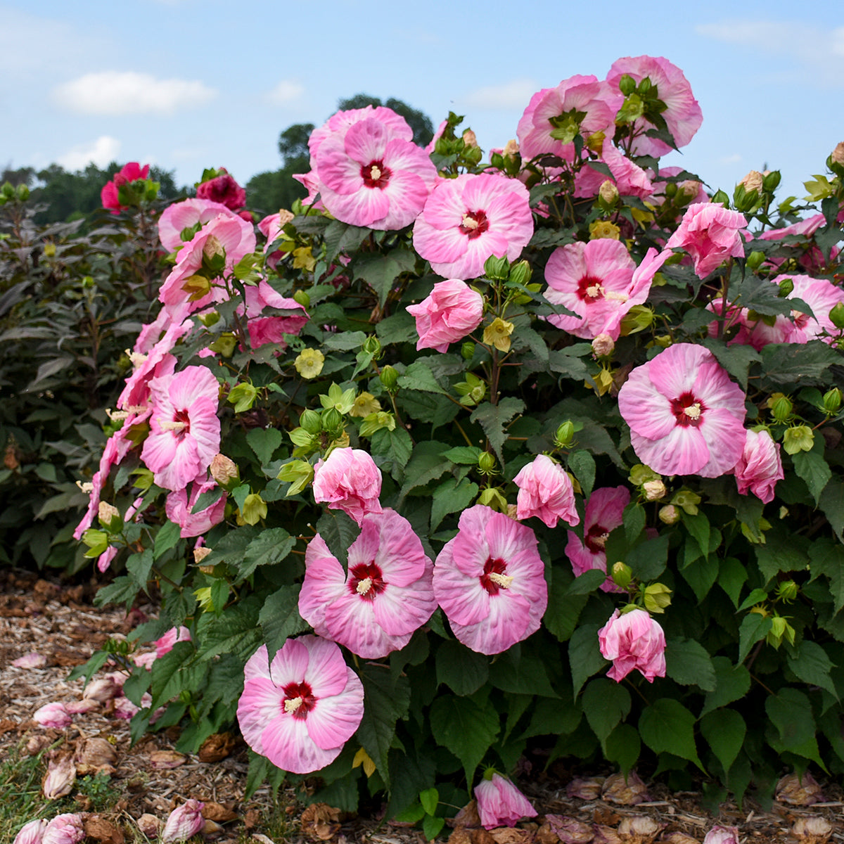 Hibiscus x Spinderella PP33309,CPBRAF Spinderella Rose Mallow