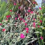 Lychnis coronaria Red Campion