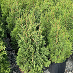 Thuja occidentalis Baby Bear Skinners Baby Bear Dwarf Cedar