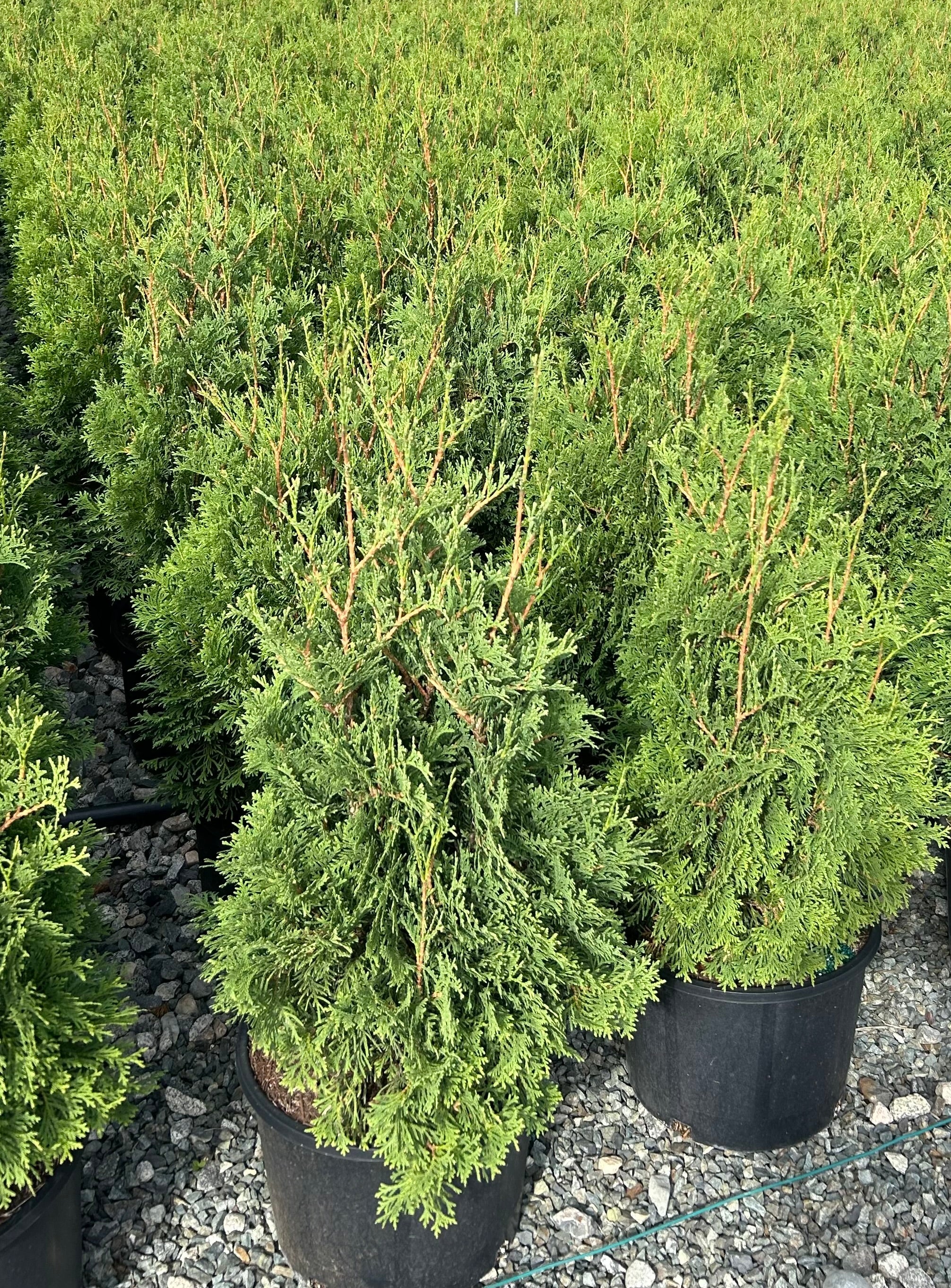 Thuja occidentalis Baby Bear Skinners Baby Bear Dwarf Cedar