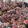 Vaccinium macrocarpon Hamilton Hamilton Dwarf Cranberry