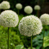 Allium x White Giant Ornamental Onion