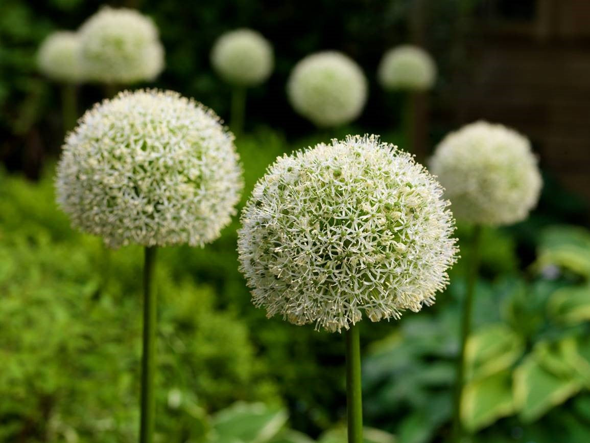 Allium x White Giant Ornamental Onion