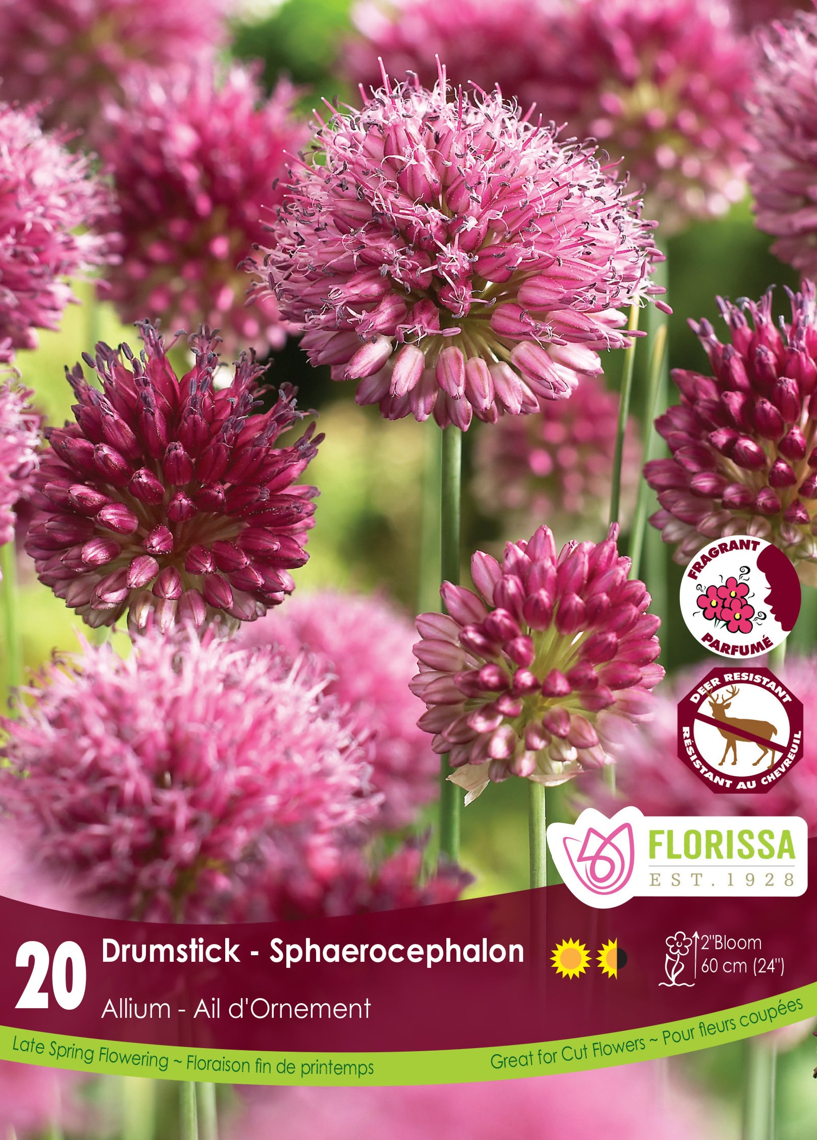 Allium x sphaerocephalon Ornamental Onion