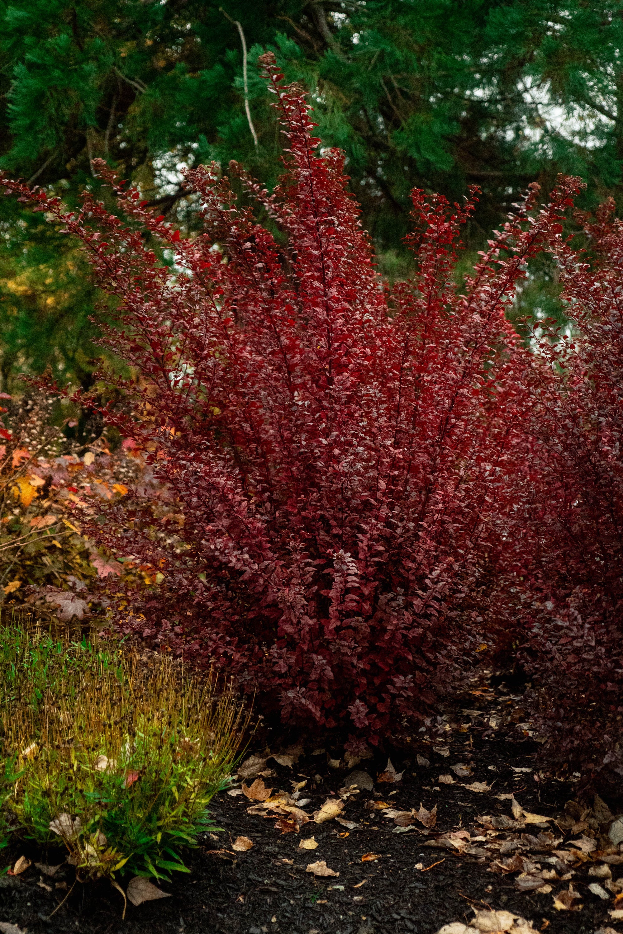 Physocarpus opulifolius Calico Kitty AuntieB Calico Kitty Ninebark