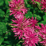 Monarda didyma Grand Marshall AChall PP19582, COPF Grand Marshall Bee Balm