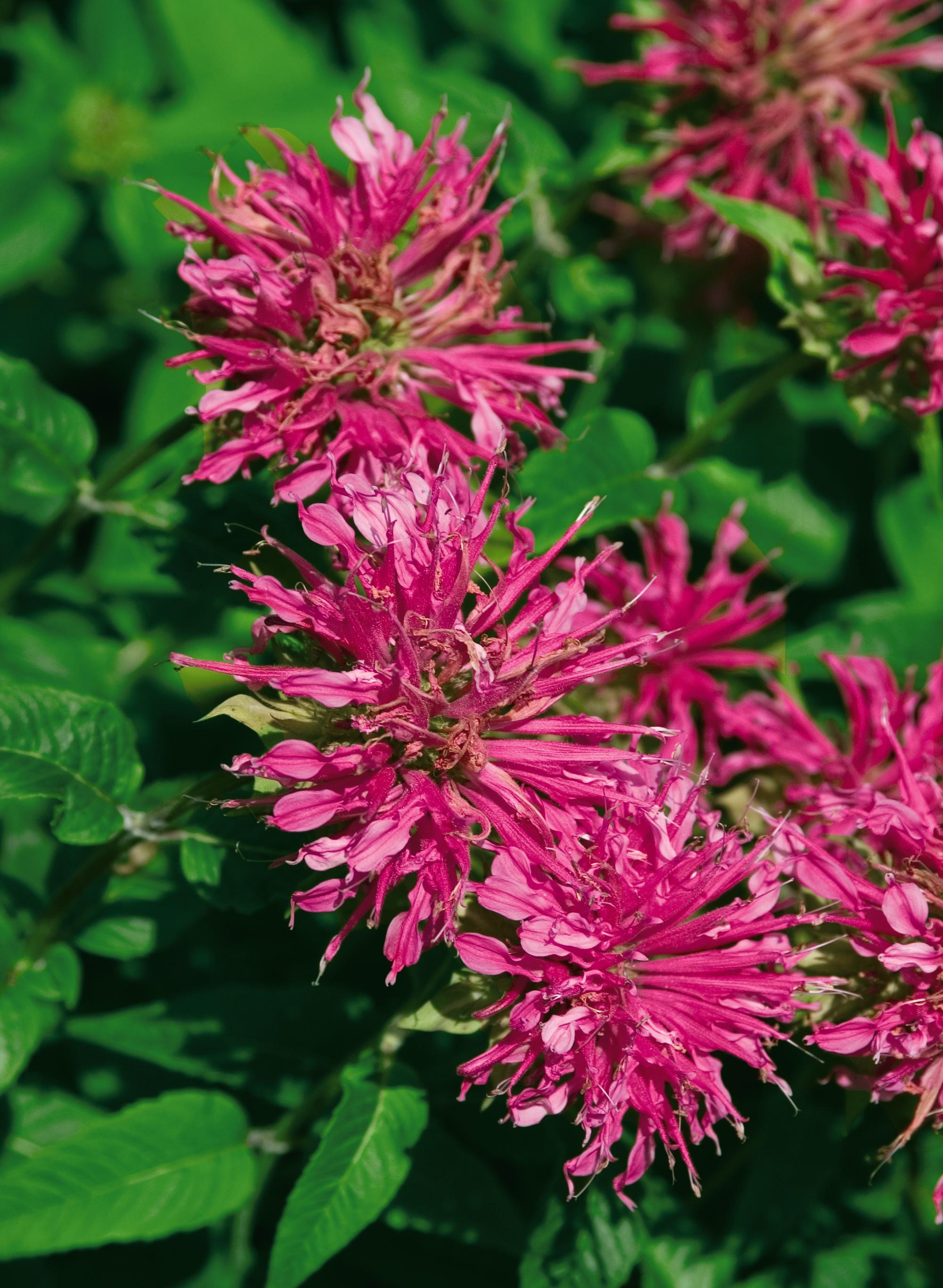 Monarda didyma Grand Marshall AChall PP19582, COPF Grand Marshall Bee Balm