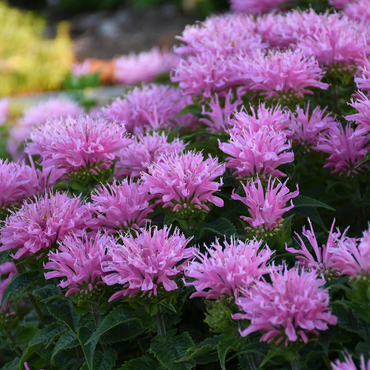 Monarda didyma Pink Frosting SugarBuzz Pink Frosting Bee Balm