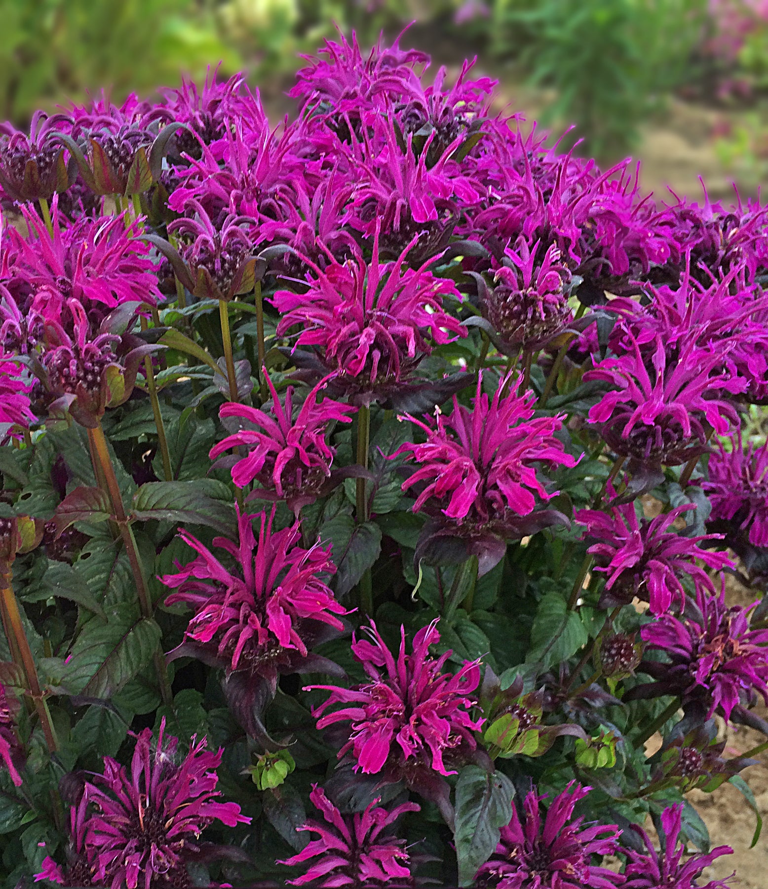 Monarda didyma Rockin' Raspberry PP28752 SugarBuzz Rockin' Raspberry Bee Balm