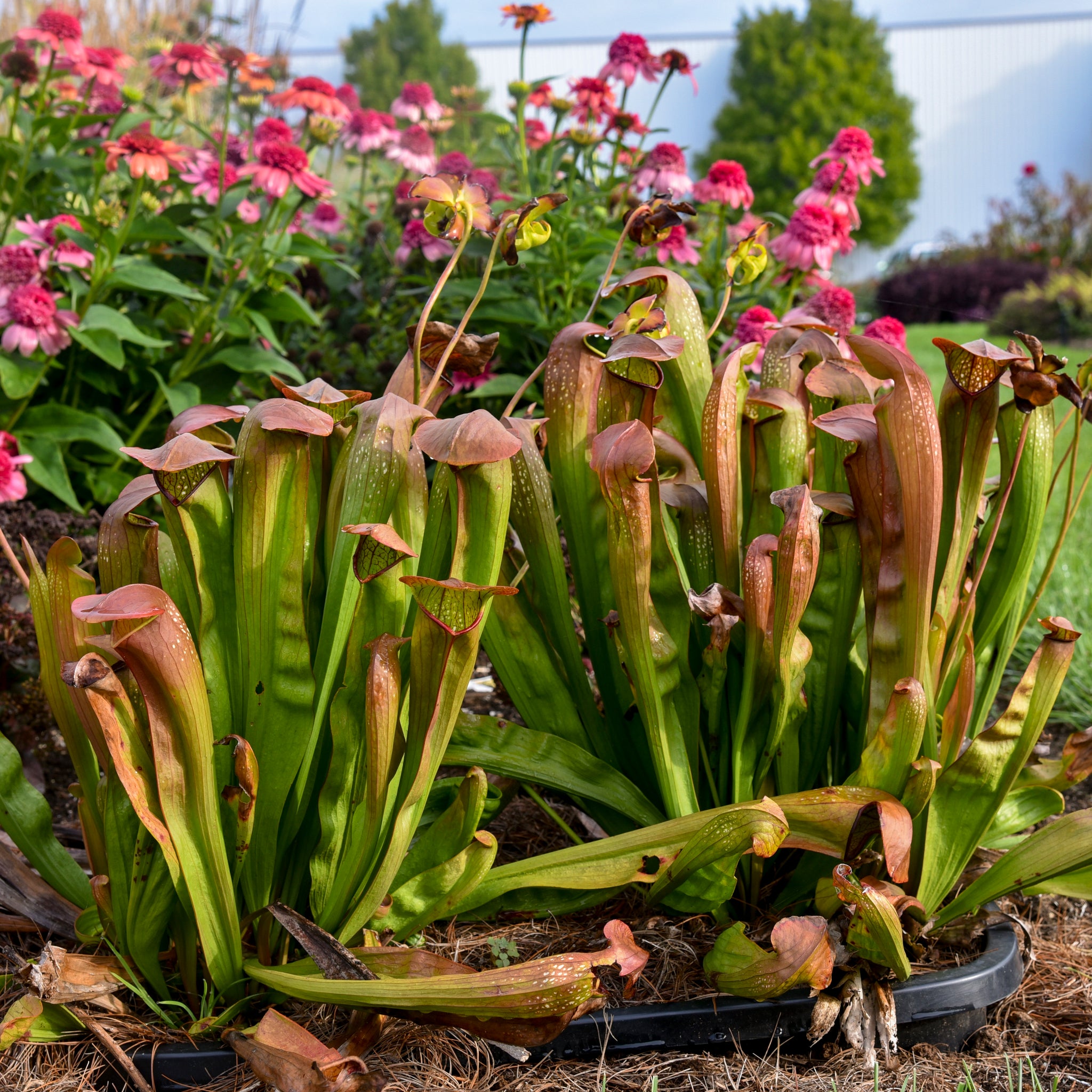 Sarracenia x Bug Bat Pitcher Plant