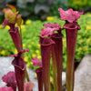 Sarracenia x moorei Conversation Piece Pitcher Plant