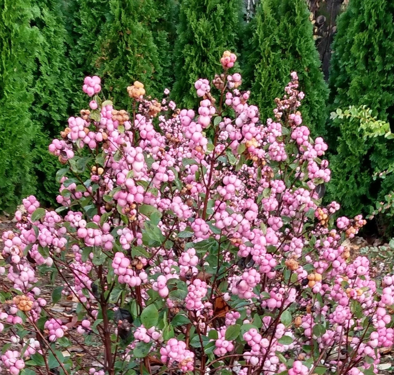 Symphoricarpos doorenbosii Pink Posy Kolmapinpos Pink Posy Snowberry