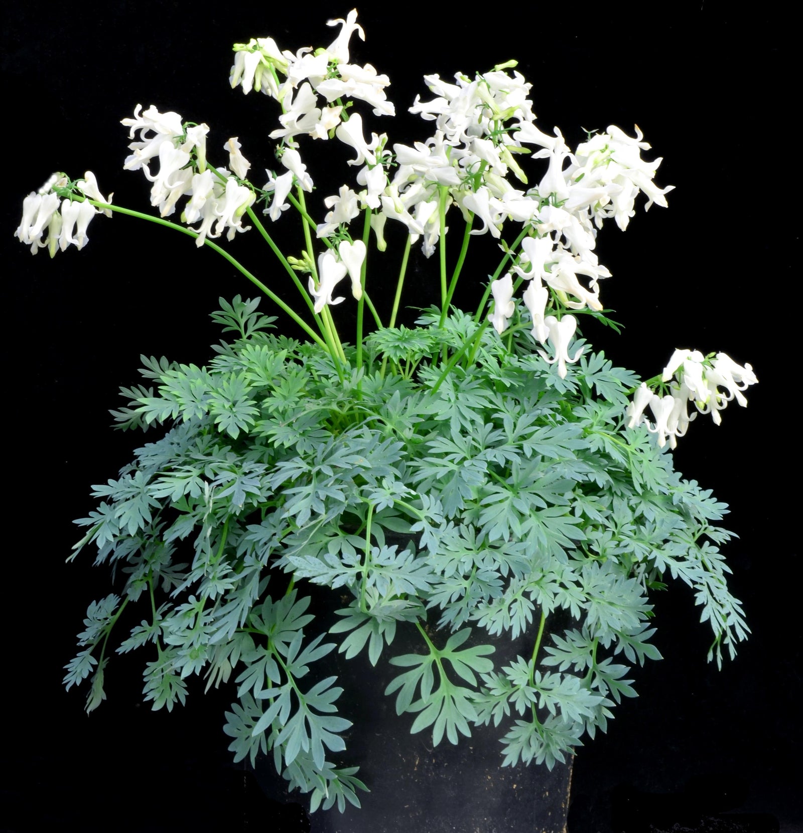 Dicentra x Amore Titanium PP15599 Fern leaved Bleedingheart