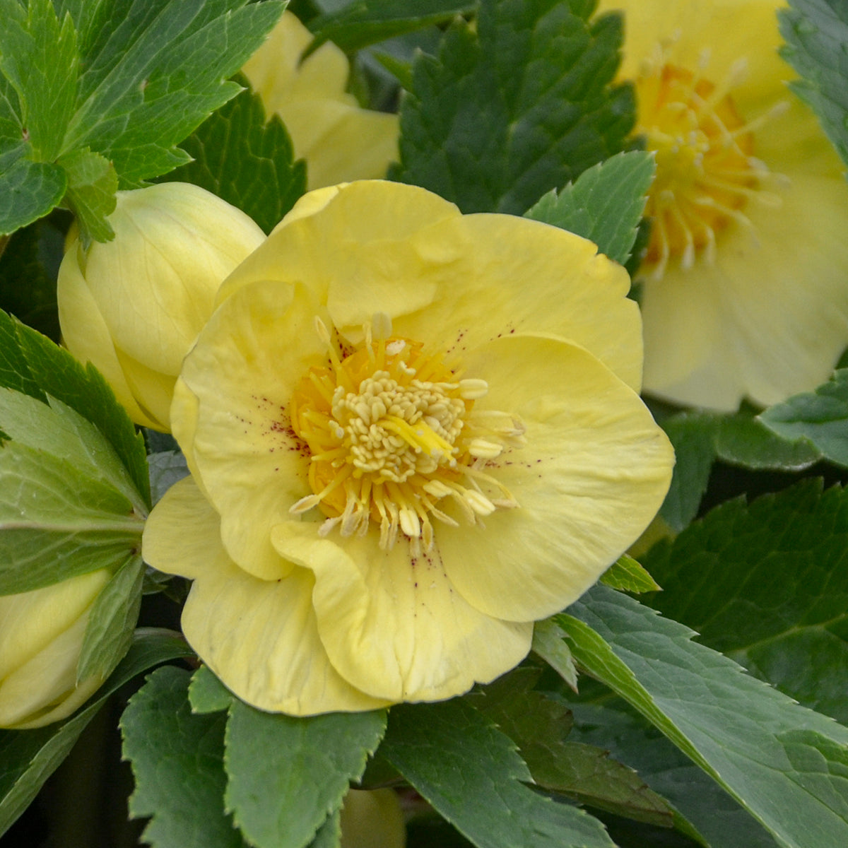 Helleborus x California Dreaming Lenten Rose