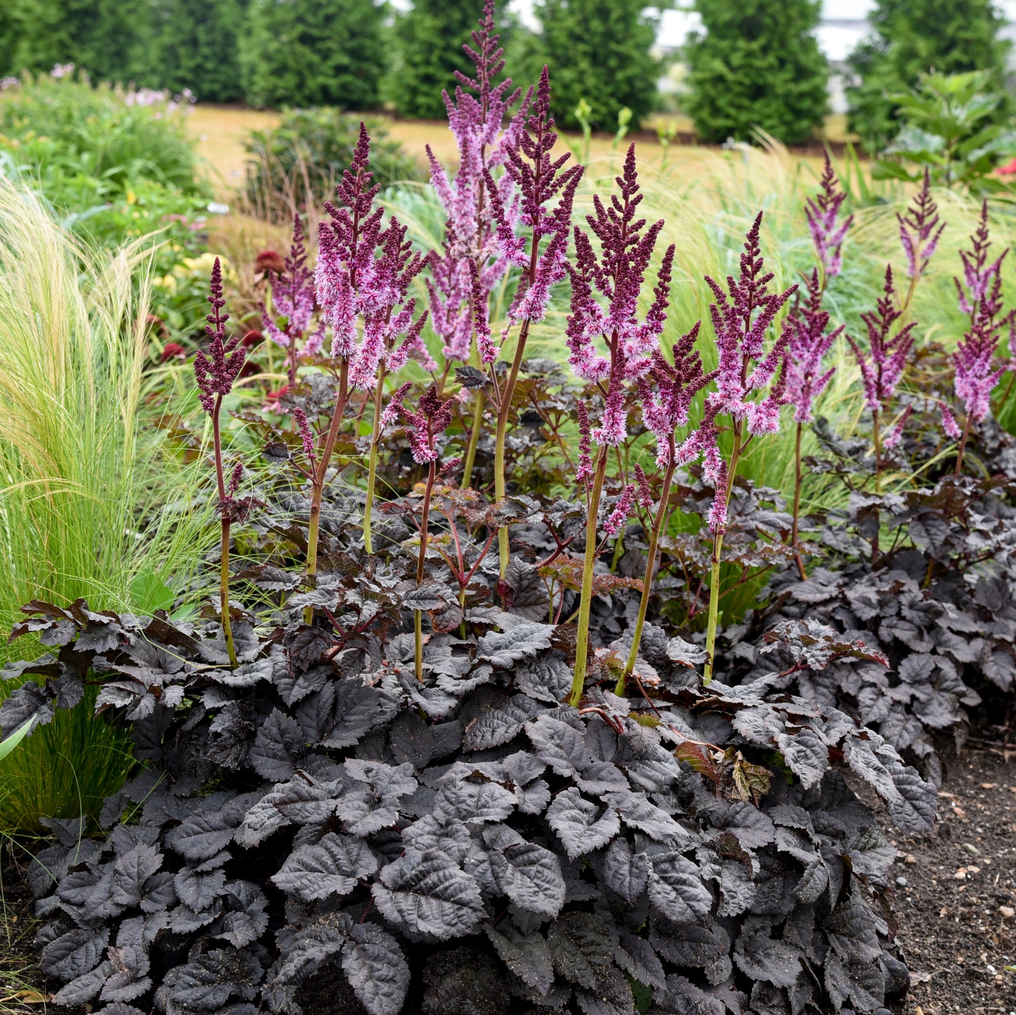 Astilbe x Dark Side of the Moon False Spirea Dark Side of the Moon