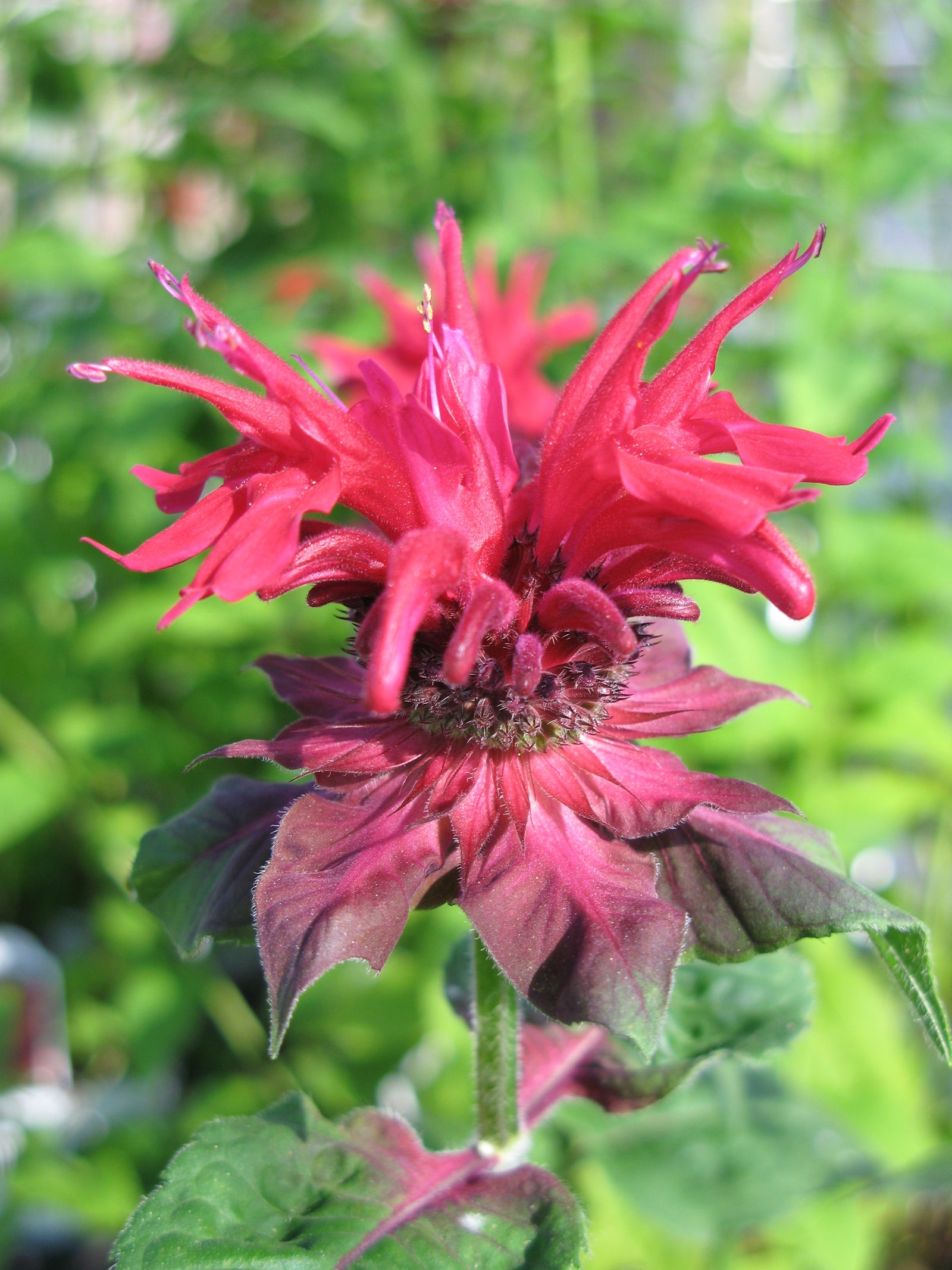 Monarda didyma Fireball PP14235, CPBR2401 Bee Balm