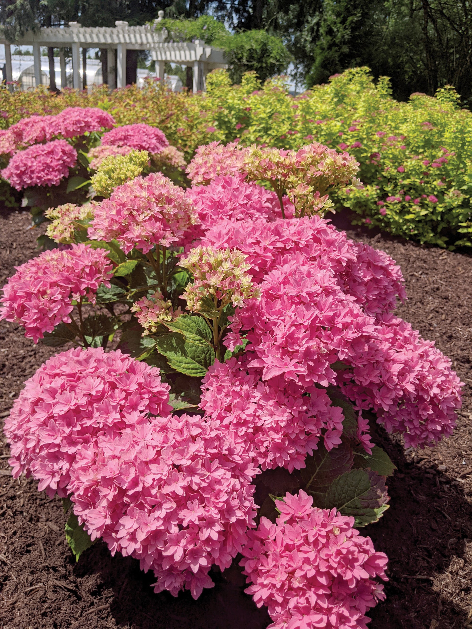 Hydrangea macrophylla Starfield Hortmafarfa USPP32164, CPBRAF Starfield Big Leaf Hydrangea