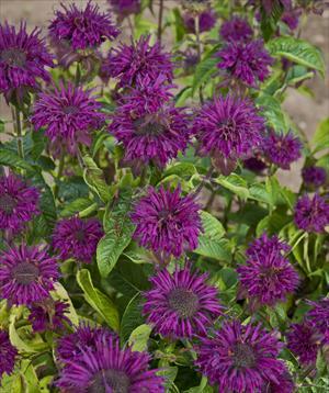 Monarda didyma Purple Rooster Bee Balm