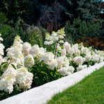 Hydrangea paniculata Bouncy Bokomabou PPAF Bouncy Panicle Hydrangea