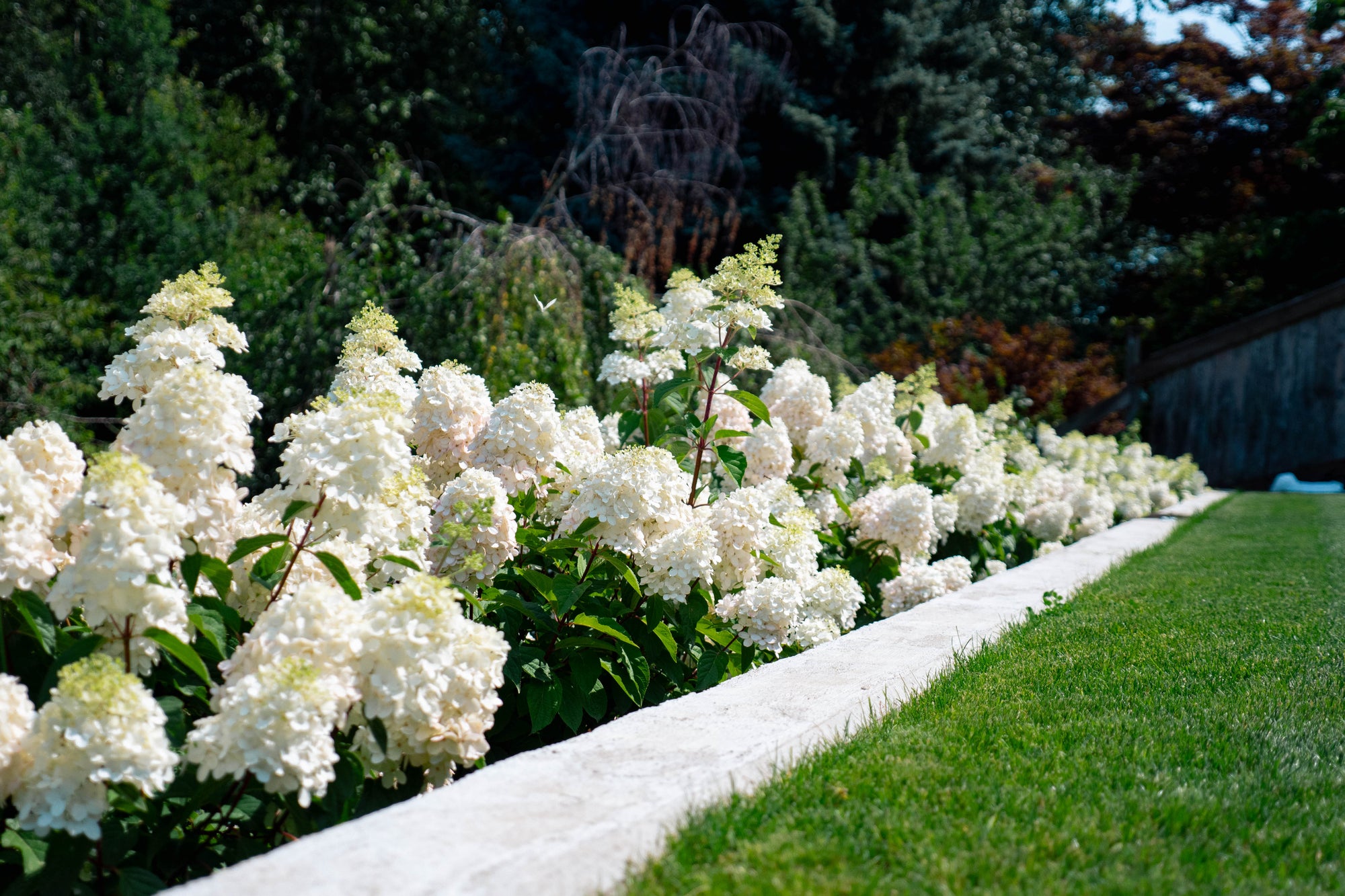 Hydrangea paniculata Bouncy Bokomabou PPAF Bouncy Panicle Hydrangea