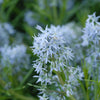 Amsonia hubrichtii Arkansas Blue Star