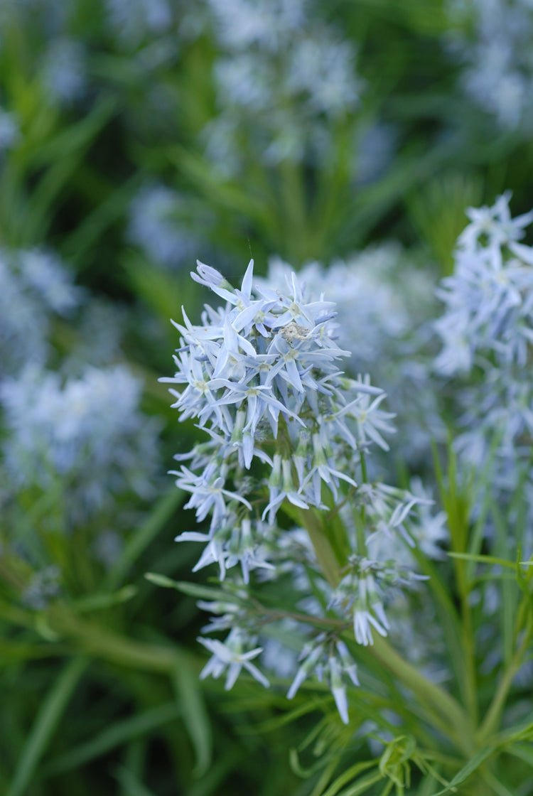 Amsonia hubrichtii Arkansas Blue Star