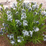 Amsonia tabernaemontana Willow Amsonia