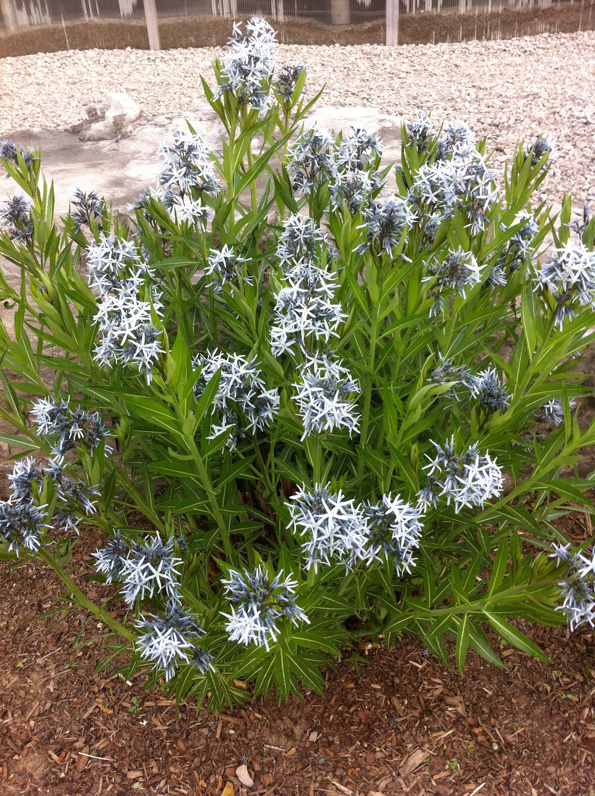 Amsonia tabernaemontana Willow Amsonia