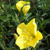 Oenothera macrocarpa Ozark Sundrops