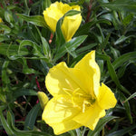 Oenothera macrocarpa Ozark Sundrops