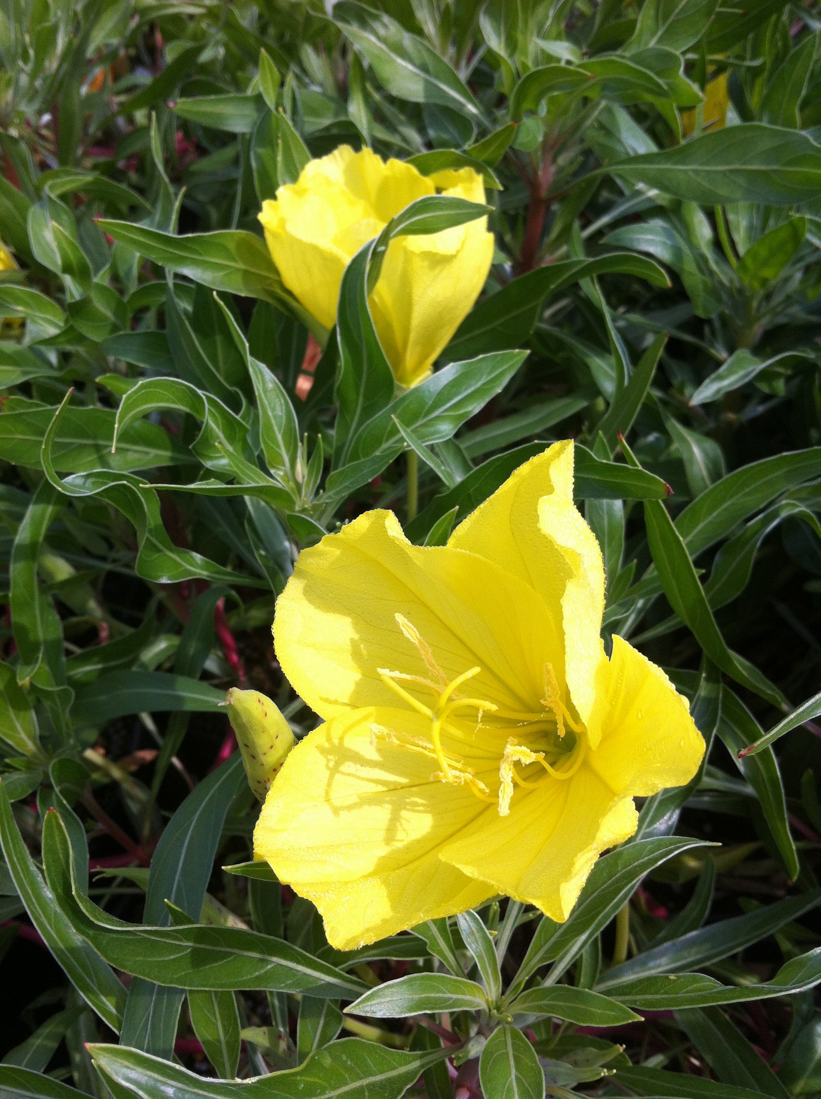 Oenothera macrocarpa Ozark Sundrops