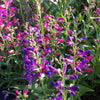 Penstemon barbatus Nana Rondo Mix Beardtongue