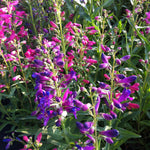 Penstemon barbatus Nana Rondo Mix Beardtongue