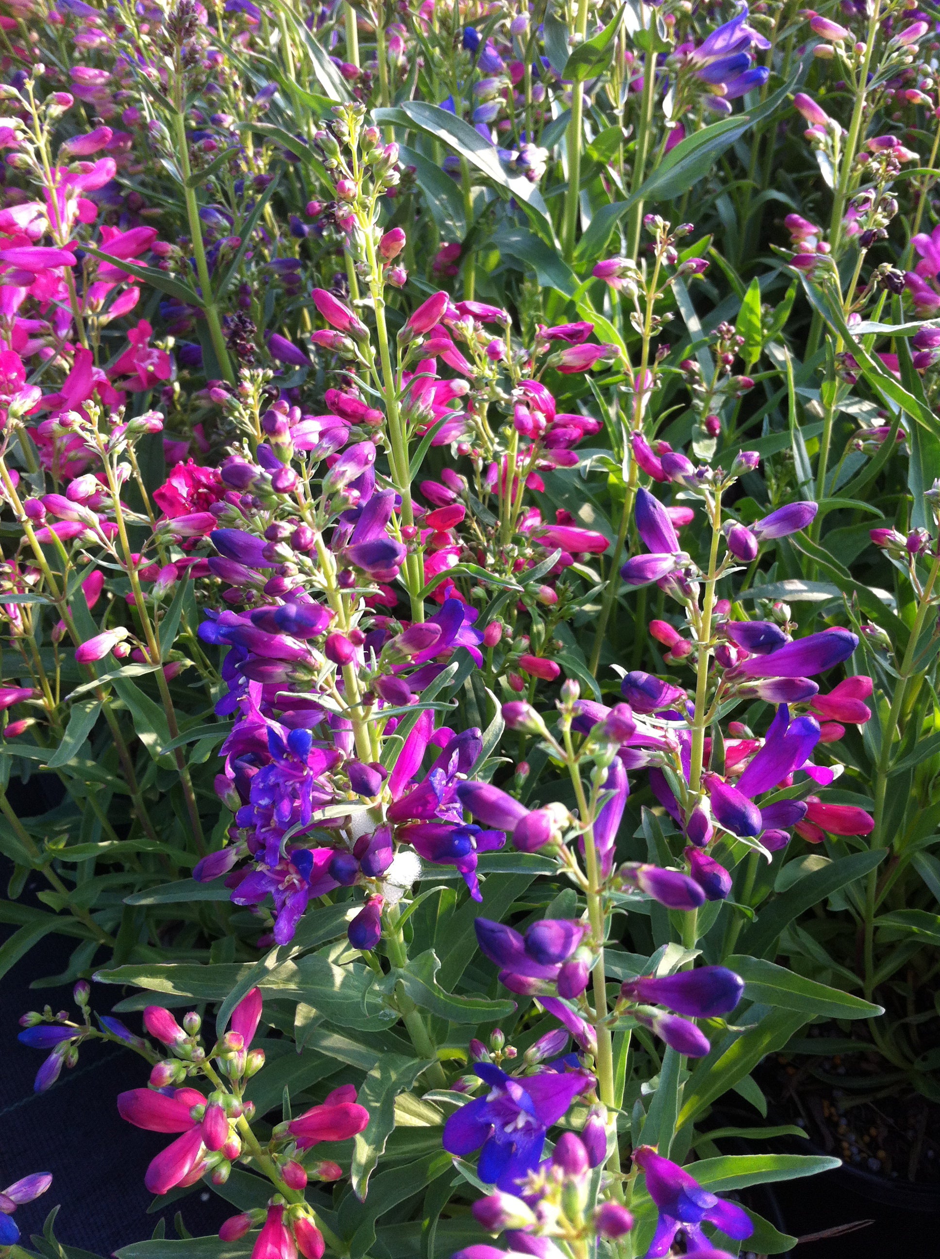 Penstemon barbatus Nana Rondo Mix Beardtongue