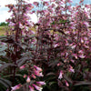 Penstemon digitalis Dark Towers PP20013, COPF Beardtongue