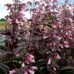 Penstemon digitalis Dark Towers PP20013, COPF Beardtongue