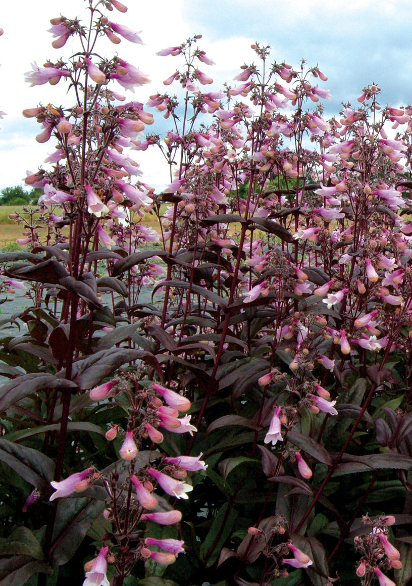 Penstemon digitalis Dark Towers PP20013, COPF Beardtongue