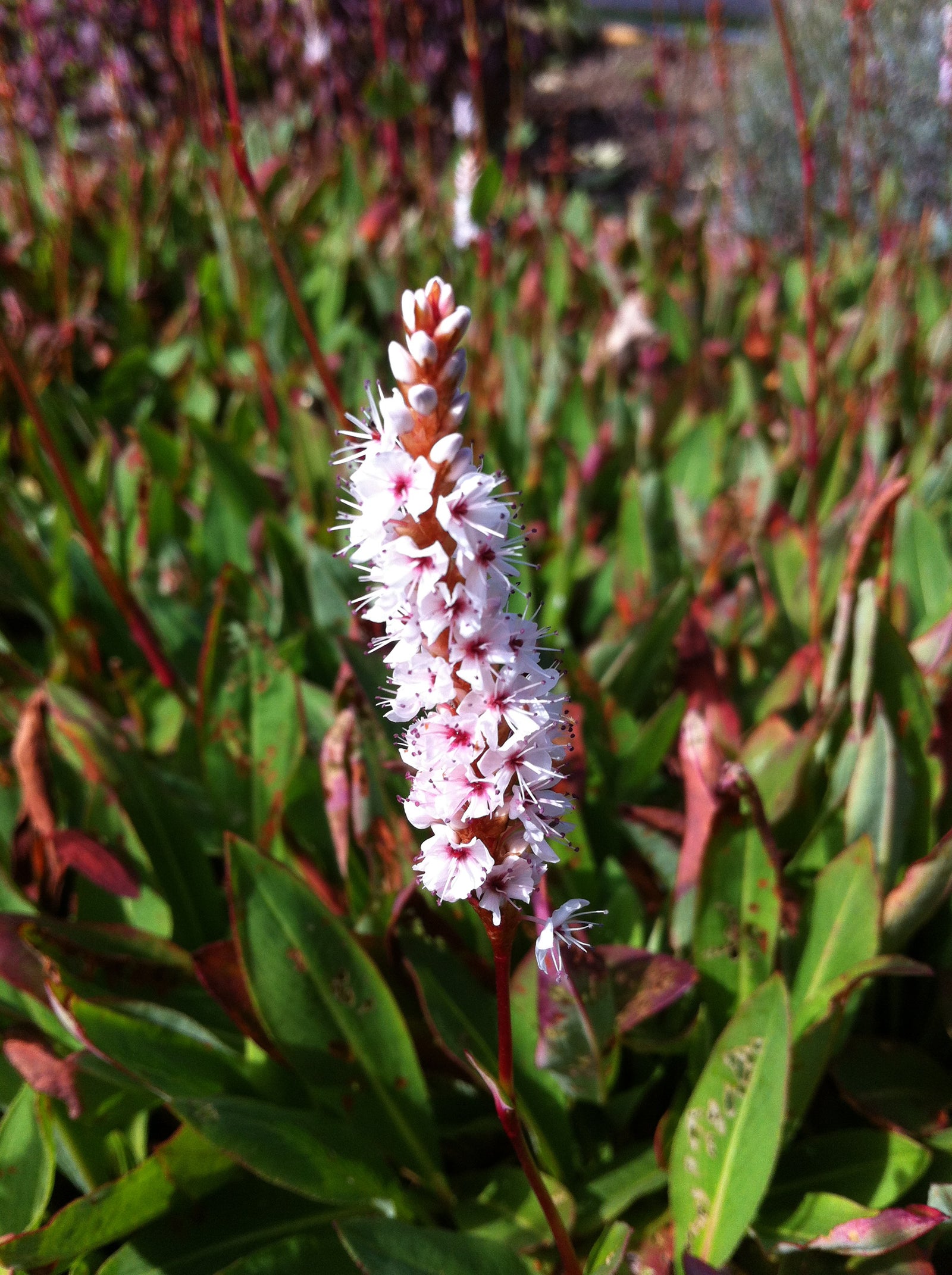 Persicaria affinis Fleece Flower