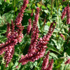 Persicaria amplexicaulis Firetail Fleece Flower