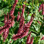 Persicaria amplexicaulis Firetail Fleece Flower