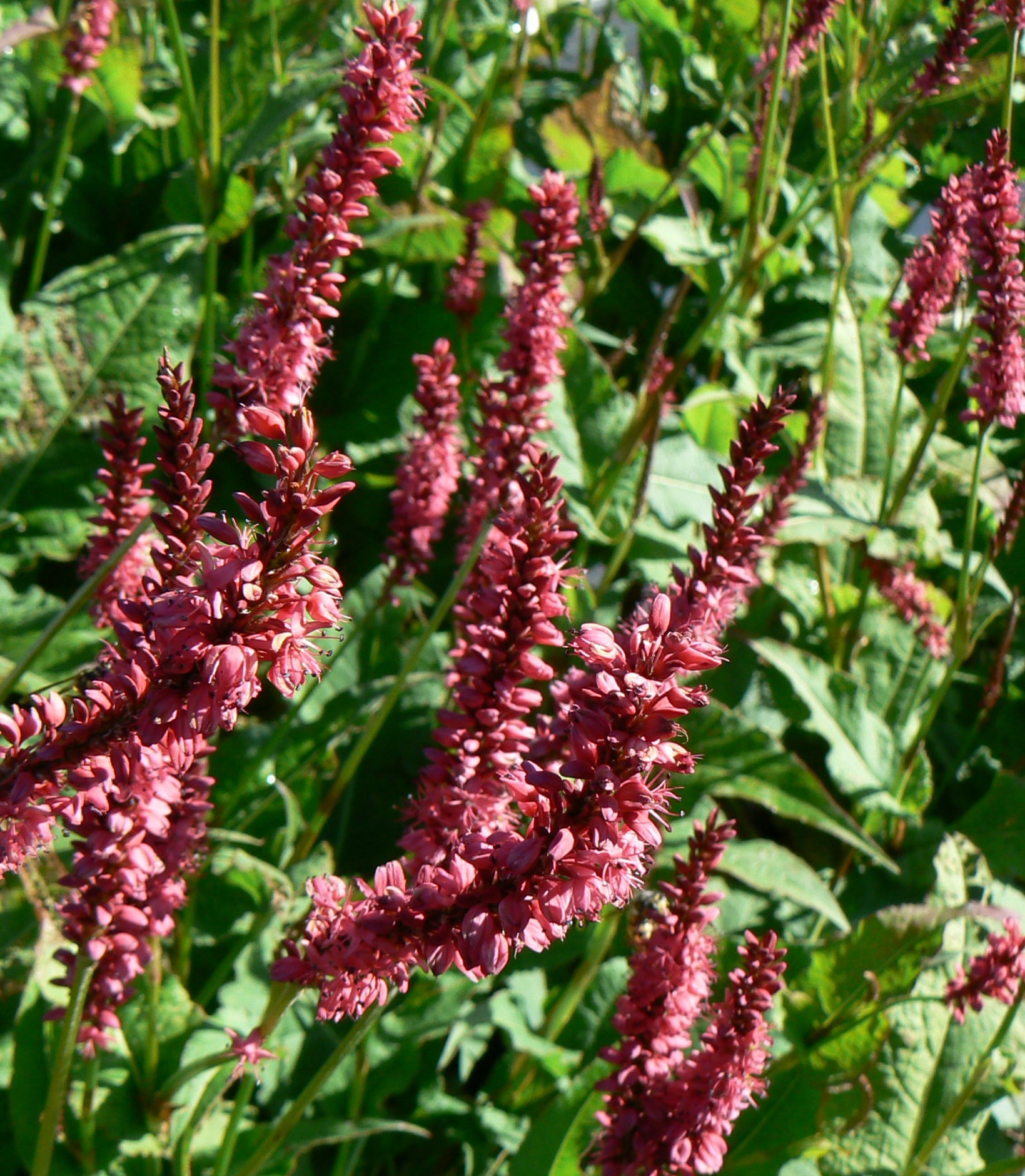 Persicaria amplexicaulis Firetail Fleece Flower