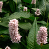 Persicaria bistorta Superba Fleece Flower